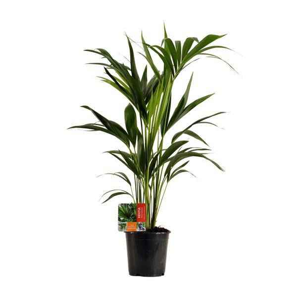 Image of Kentiapalme Howea Forsteriana Zimmerpflanze Ø19cm ↕100cm – tropische Grünpflanze für Wohnzimmer, Büro & helle Standorte kaufen-0