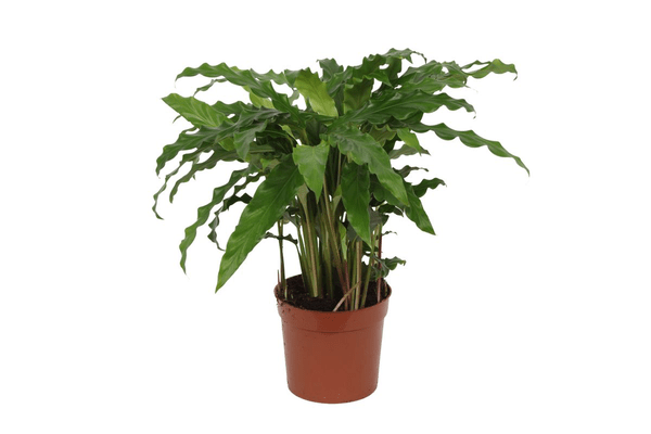Image of Calathea Bluegrass – Korbmarante Zimmerpflanze – Blaugrüne Blätter mit lila Unterseite – ↕35cm – Ø12cm – Tropische Pflanze für Zuhause & Büro-0