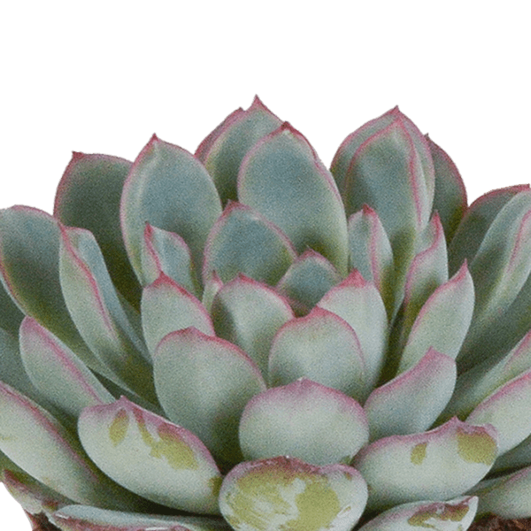 Image of Steinrose Echeveria Mix – 3 Pflanzen Ø8,5cm – Farbenfrohe Sukkulenten – Zimmerpflanzen – Pflegeleicht & dekorativ – Direkt vom Erzeuger-3
