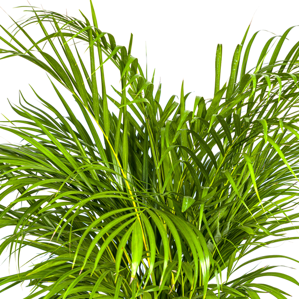 Image of Dypsis Areca Lutescens – Goldfruchtpalme – Zimmerpflanze Ø24cm ↕120-140cm – Tropisch & dekorativ – Federartige Blätter – Pflegeleicht-1
