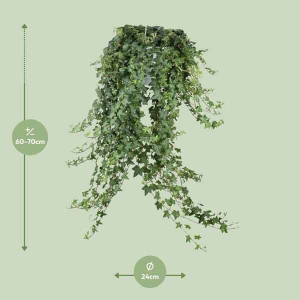 Image of Hedera Helix Pitsburg – Efeu Hängepflanze – Zimmerpflanze Ø24cm – ca. 70cm Länge – Luftreinigende Kletterpflanze für drinnen-3