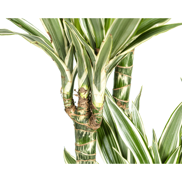 Image of Drachenbaum Dracaena Deremensis White Stripe Zimmerpflanze Ø27cm ↕180cm – pflegeleichte Grünpflanze für Wohnzimmer, Büro & helle Standorte kaufen-1