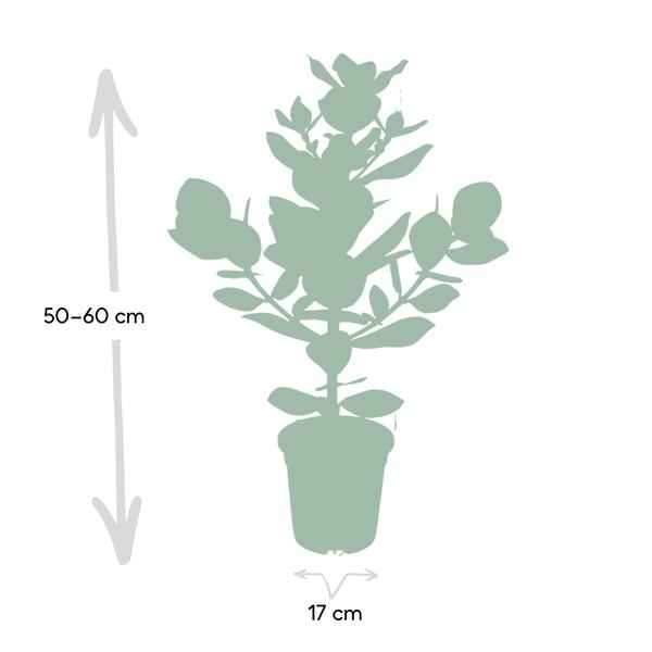 Image of Balsamapfel Clusia Rosea Princess Zimmerpflanze Ø17cm ↕60cm – pflegeleichte Grünpflanze für Wohnzimmer, Büro & helle Standorte kaufen-3