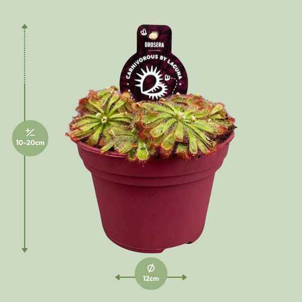 Image of Drosera Aliciae – Sonnentau – Ø12cm – Fleischfressende Pflanze – Zimmerpflanze für Insektenabwehr & Dekoration – Pflegeleicht & faszinierend