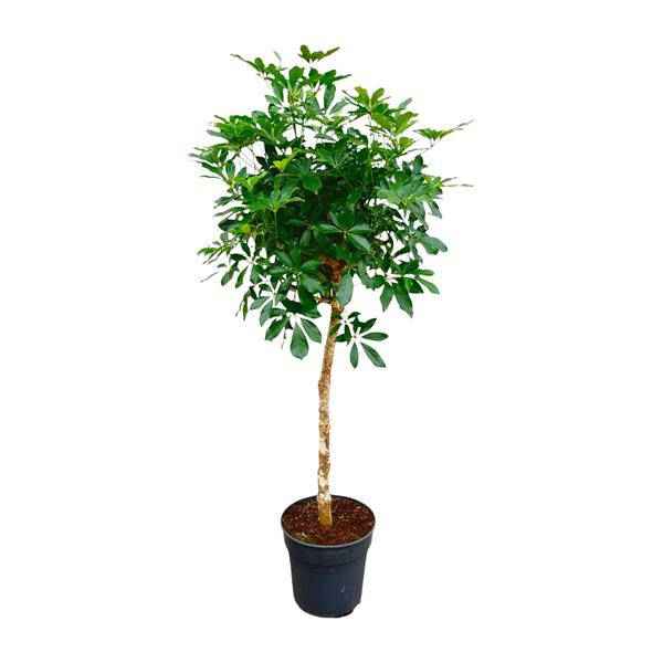 Image of Strahlenaralie – Schefflera auf Stiel – Zimmerpflanze 170cm – Ø35cm – Immergrüne Grünpflanze mit handförmigen Blättern – Tropische XXL-0