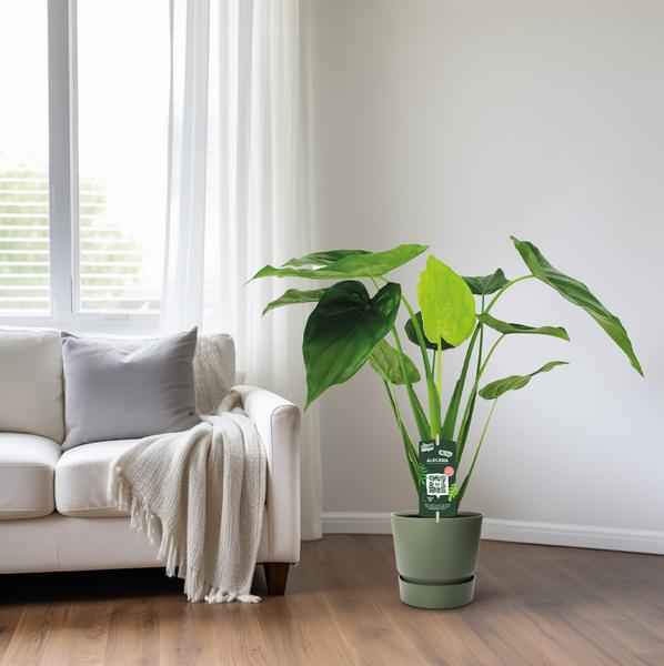 Image of Alocasia Cucullata – Elefantenohr – Ø19cm x H55cm – Tropische Zimmerpflanze mit großen grünen Blättern – Pflegeleicht & dekorativ