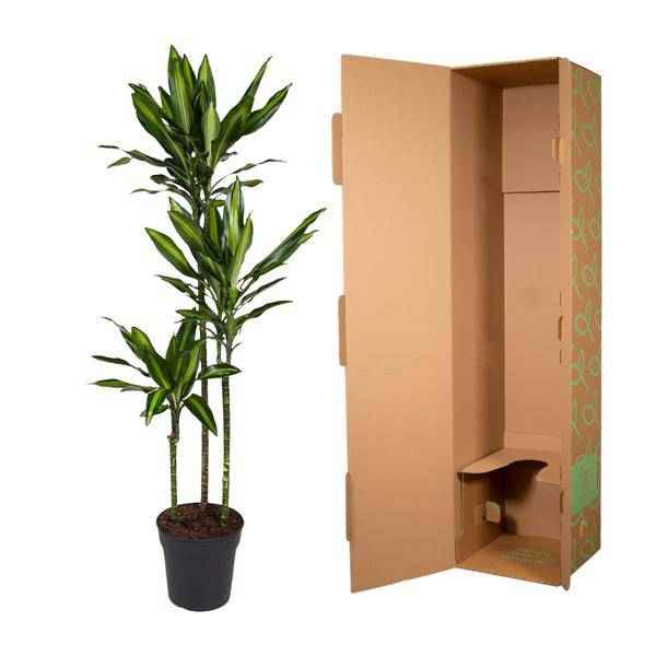 Image of Drachenbaum Zimmerpflanze Ø24cm ↕160cm – pflegeleichte Grünpflanze für Wohnzimmer, Büro & helle Standorte kaufen