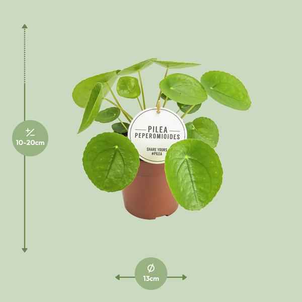 Image of Chinesischer Geldbaum Pilea Peperomioides Zimmerpflanze Ø13cm ↕20cm – pflegeleichte Grünpflanze für Wohnzimmer, Büro & helle Standorte kaufen