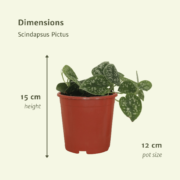 Image of Efeutute Scindapsus pictus Epipremnum Zimmerpflanze Ø12cm – pflegeleichte Grünpflanze für Wohnzimmer, Büro & helle Standorte kaufen-3