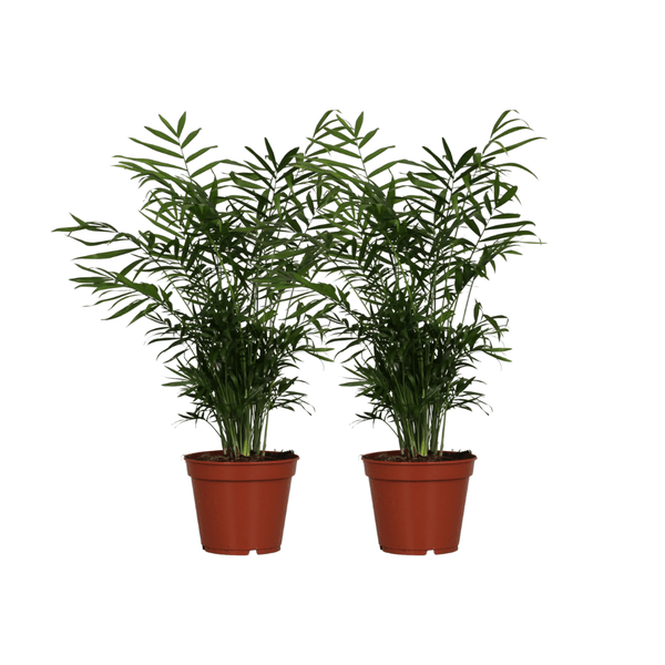 Image of Chamaedorea Elegans – Mexikanische Bergpalme – 2 Zimmerpflanze – Ø17cm – Höhe ca. 55cm – Pflegeleichte Grünpflanze für Innenräume