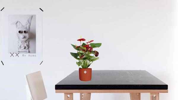 Image of Anthurium Calon – Flamingoblume – Zimmerpflanze – Ø12cm – ↕36cm – Tropische Blühpflanze mit herzförmigen Blüten – Luftreinigend & pflegeleicht