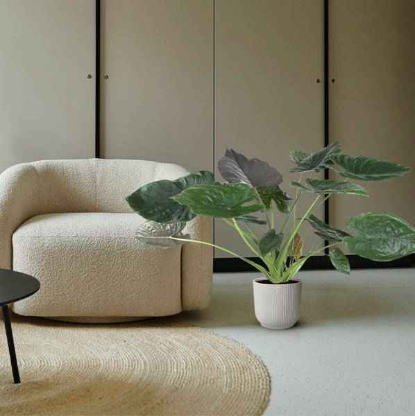 Image of Elefantenohr – Alocasia Wentii – Zimmerpflanze – 120cm – Ø32cm – tropische Pflanze mit großen pfeilförmigen Blättern in Dunkelgrün und Violett