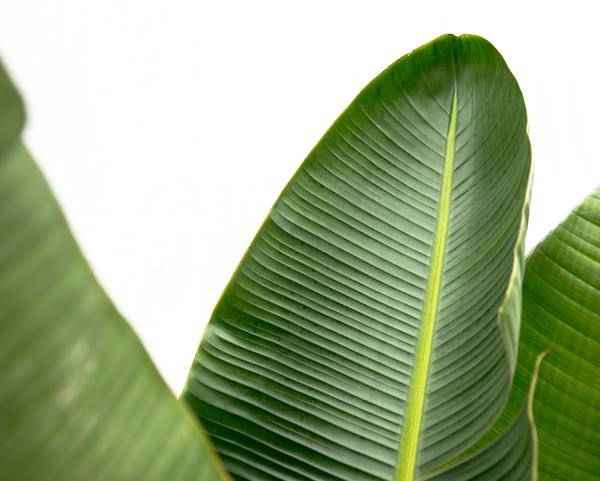 Image of Strelitzia Augusta – Baum – Strelitzie XXL – Weißer Paradiesvogel – 250cm hoch – Ø38cm – Zimmerpflanze mit großen Fächerblättern