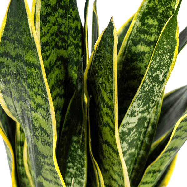 Image of Bogenhanf Sansevieria Trifasciata Futura Superba Zimmerpflanze Ø17cm ↕50-55cm – pflegeleichte Grünpflanze für Wohnzimmer, Büro & helle Standorte-1