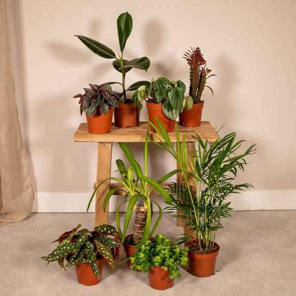 Image of Außenseiterbox 8 Pflanzen Ø12cm – pflegeleichtes Pflanzen Set für Urban Jungle, Fensterbank, Wohnzimmer & Büro-1