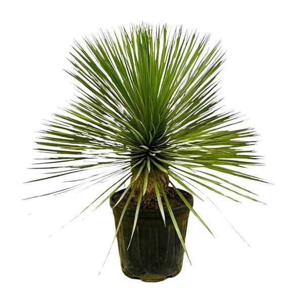 Image of Palmlilie – Yucca Rostrata auf Stiel – ↕70cm – Ø30cm – Exotische Zimmer – & Terrassenpflanze – Pflegeleicht & robust-1