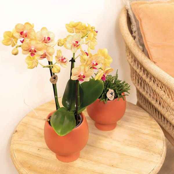 Image of Phalaenopsis Orchid Orange Jamaica Zimmerpflanze Ø9cm – blühende Orchidee für Wohnzimmer, Büro & helle Standorte kaufen-3