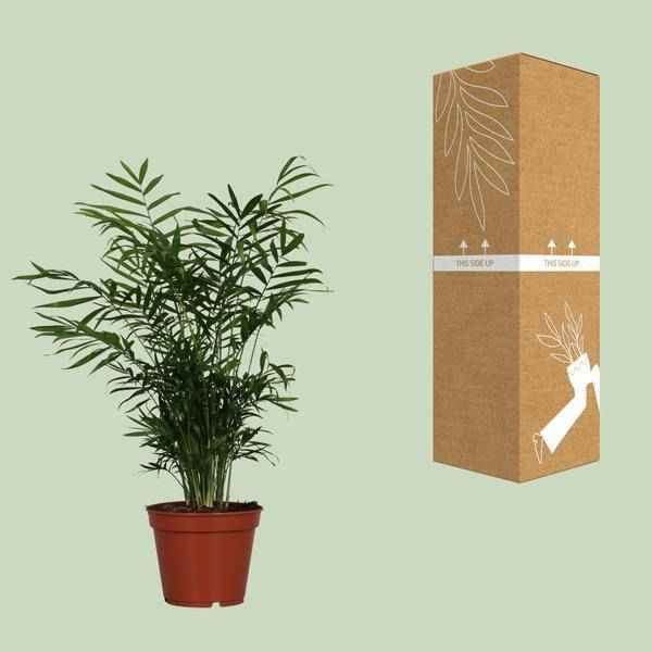 Image of Mexikanische Bergpalme Chamaedorea elegans Zimmerpflanze Ø17cm ↕55cm – tropische Grünpflanze für Wohnzimmer, Büro & helle Standorte kaufen-2
