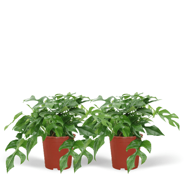 Image of Fensterblatt – Monstera Minima – Zimmerpflanze – Ø15cm – ca. 30cm hoch – 2 Pflanzen – tropische Kletter – und Dekopflanze für Zuhause & Büro-0