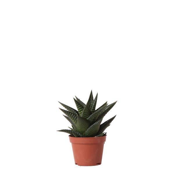 Image of Sukkulente Haworthia Limifolia – Grüne Zimmerpflanze – Ø6cm – Pflegeleicht & Dekorativ – Perfekt für helle Standorte-0