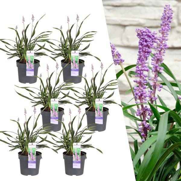 Image of Liriope muscari 'Ingwersen' – Glöckchentraube – Immergrüne Staude – Ø14cm – ↕25-30cm – 3 Pflanzen – Bodendecker für Schatten & Halbschatten