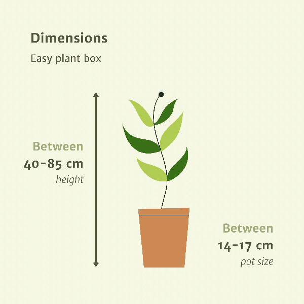 Image of Pflanzkasten Easy – 4 pflegeleichte Zimmerpflanzen – Sansevieria, Yucca, Zamioculcas & Dracaena – Verschiedene Höhen 40-85cm – Ø14 – Ø17-3