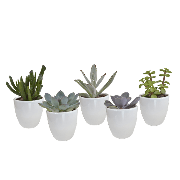 Image of Sukkulenten Mix 5 Pflanzen Ø5,5cm – pflegeleichtes Pflanzen Set für Urban Jungle, Fensterbank, Wohnzimmer & Büro-0