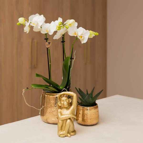 Image of Phalaenopsis Amabilis Weiß Zimmerpflanze Ø9cm – blühende Orchidee für Wohnzimmer, Büro & helle Standorte kaufen-4