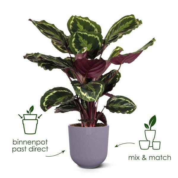 Image of Jazz Pflanztopf Rot – D14 x H13 – Blumentopf für Innen & Außen – Eleganter runder Pflanzkübel aus Kunststoff – Übertopf für Zimmer-2
