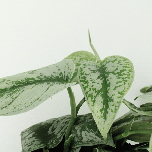 Image of Efeutute Scindapsus pictus Trebie Epipremnum Zimmerpflanze Ø15cm ↕25cm – pflegeleichte Grünpflanze für Wohnzimmer, Büro & helle Standorte kaufen-2