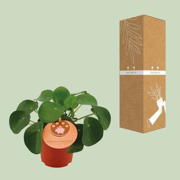 Image of Pilea Peperomioides – Chinesischer Geldbaum – Ø11cm – ↕15cm – Zimmerpflanze mit runden Blättern – Pflegeleicht & dekorativ – Glücks