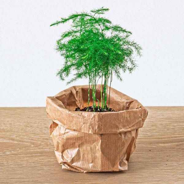 Image of Zierspargel Asparagus Setaceus Plumosus Zimmerpflanze – pflegeleichte Grünpflanze für Wohnzimmer, Büro & helle Standorte kaufen-2