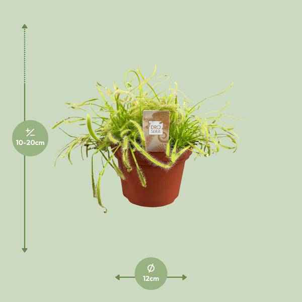 Image of Kap-Sonnentau Drosera capensis – Karnivore Zimmerpflanze – Ø12cm – ca. 17cm hoch – Insektenfangpflanze mit Tautropfen-Effekt – Pflegeleicht & dekorativ