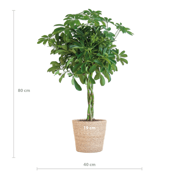 Image of Schefflera Arboricola Nora – Birkenfeige – Zimmerpflanze + Blumentopf Sofia Natur – ↕70cm – Ø21cm – Handförmige Blätter – Pflegeleicht & dekorativ-1