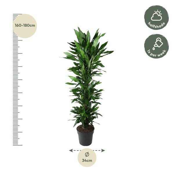 Image of Drachenbaum Zimmerpflanze Ø34cm ↕170cm – pflegeleichte Grünpflanze für Wohnzimmer, Büro & helle Standorte kaufen-1