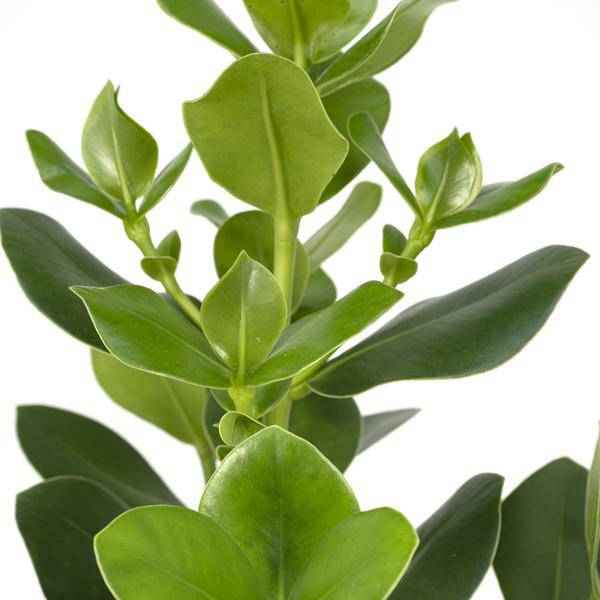 Image of Balsamapfel Clusia Rosea Princess Zimmerpflanze Ø17cm ↕60cm – pflegeleichte Grünpflanze für Wohnzimmer, Büro & helle Standorte kaufen-2