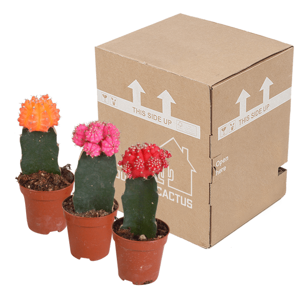 Image of Sukkulenten & Kakteen Mix 3 Pflanzen Ø5,5cm – pflegeleichtes Pflanzen Set für Urban Jungle, Fensterbank, Wohnzimmer & Büro