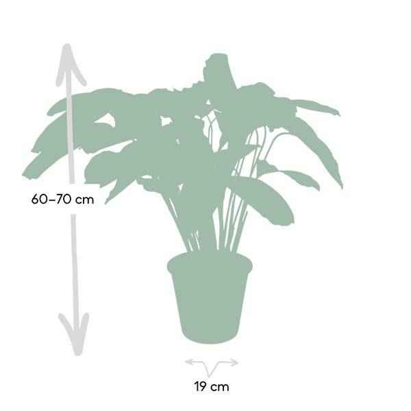 Image of Calathea Flamestar – Pfauenpflanze – Ø19cm – ↕75cm – Exotische Zimmerpflanze mit gemusterten Blättern – Luftreinigend, pflegeleicht & dekorativ-3