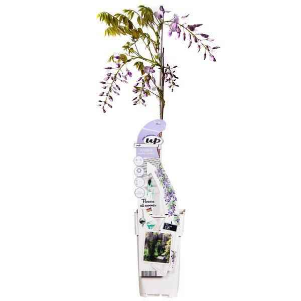 Image of Chinesischer Duft – Blauregen Wisteria sinensis ‘Caroline’ Gartenpflanze Ø15cm ↕65cm – winterharte Pflanze für Garten, Balkon, Terrasse, Kübel-1