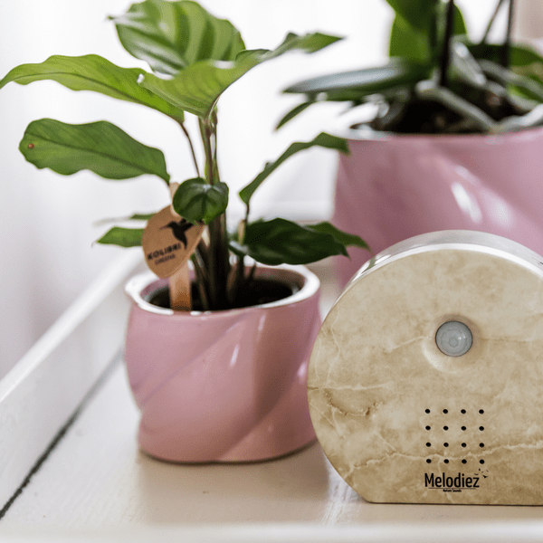 Image of Melodiez Spieluhr Naturstein – Melody Nature Box – Klangbox mit Bewegungsmelder – Vogelgesang, Meeresrauschen & Dschungelklänge-3