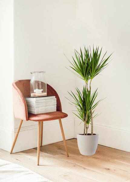 Image of Dracaena Marginata – Drachenbaum – Zimmerpflanze – ca. 95cm hoch – Ø21cm – inkl. nachhaltigem Viber Übertopf Weiß-2