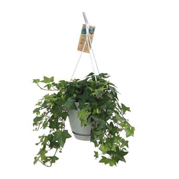 Image of Hedera Helix Grün – Gemeiner Efeu – Zimmerpflanze im Hängetopf – Ø17cm – immergrüne Hänge – und Kletterpflanze für Innen – & Außenbereich