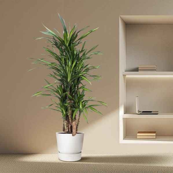 Image of Drachenbaum Dracaena Riki – 140cm hoch – Ø30cm – Elegante Zimmerpflanze mit schmalem dunkelgrünem Blattwerk – pflegeleicht – für Zimmer & Büro