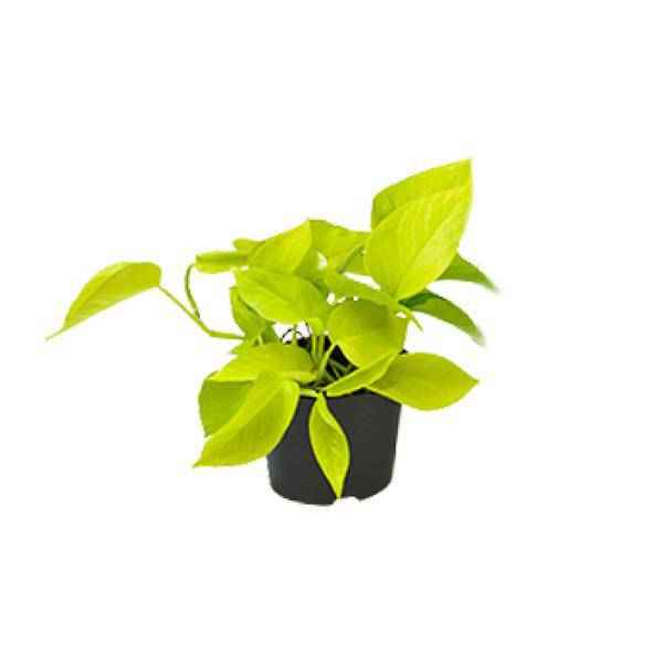 Image of Efeutute Epipremnum Golden Pothos – Ø12cm x H15cm – Herzförmige Blätter mit goldgelber Zeichnung – Pflegeleichte Zimmerpflanze – Für Halbschatten-0