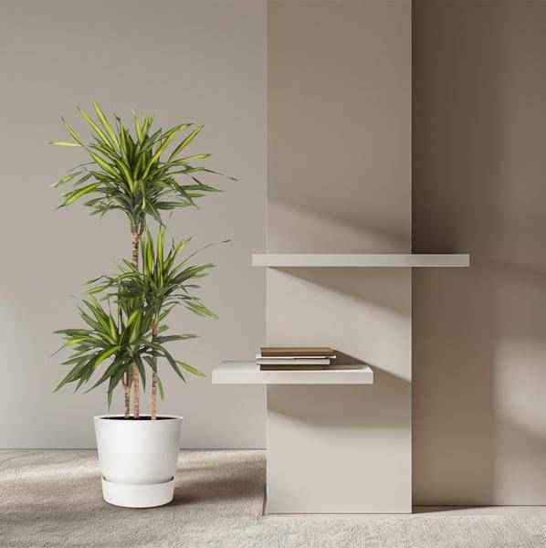 Image of Drachenbaum Zimmerpflanze Ø24cm ↕140cm – pflegeleichte Grünpflanze für Wohnzimmer, Büro & helle Standorte kaufen-3