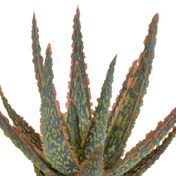 Image of Aloe Zebrina Dannyz – Ø10,5cm Zimmerpflanze im mediterranen Terrakotta – Topf – Sukkulente mit sternförmigen Blättern & orangefarbenen Akzenten-2
