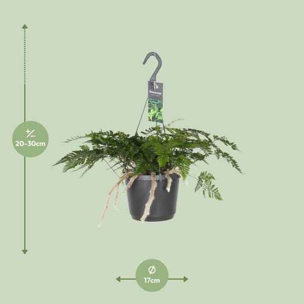 Image of Hasenpfotenfarn Davallia Bullata – Ø17cm ↕30cm – Pflegeleichter Zimmerfarn mit dekorativen Rhizomen – Grünpflanze für Wohnzimmer, Büro & Schlafzimmer-1