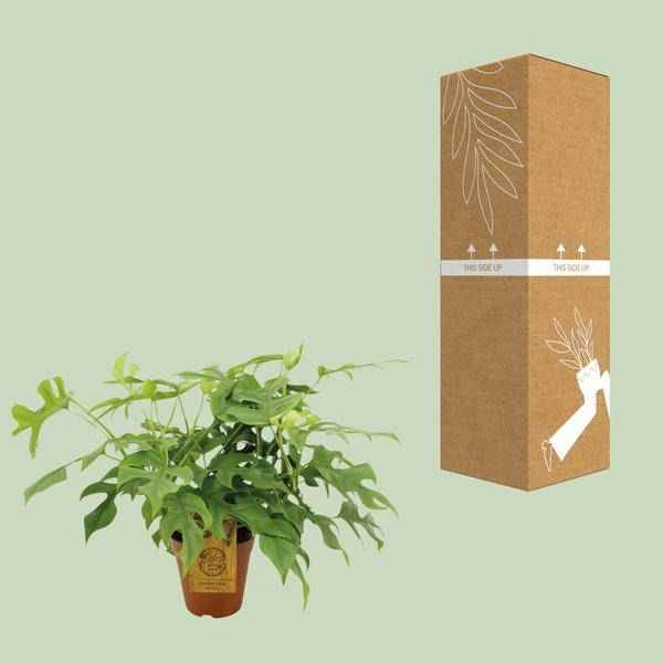 Image of Fensterblatt Monstera Minima – Zimmerpflanze – Ø15cm – 40cm hoch – Halbschatten – Pflegeleicht – Gefensterte Blätter-2