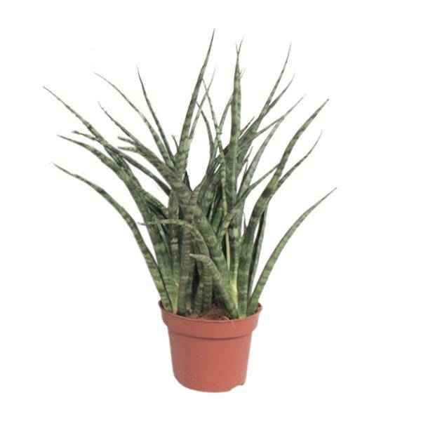 Image of Bogenhanf – Sansevieria Fernwood Punk – Zimmerpflanze – Ø12cm – ↕35cm – immergrüne Sukkulente-0