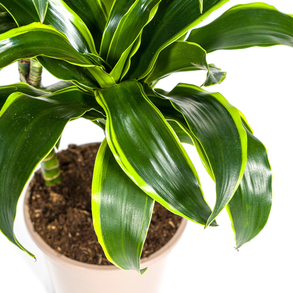 Image of Dracaena Deremensis Dorado – Drachenbaum – Zimmerpflanze – Ø21cm – Höhe 100-120cm – Dunkelgrüne Blätter mit gelbem Rand – Pflegeleicht & dekorativ-3